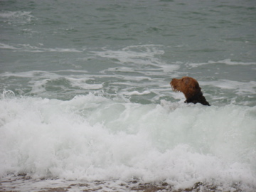 Pacco - Pelle 5 Jahre