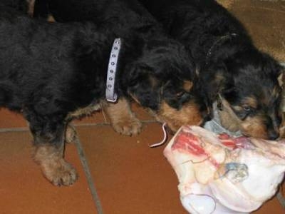 Erste Knochenmahlzeit