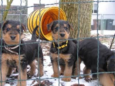 Peer-Ole und Pico Pit