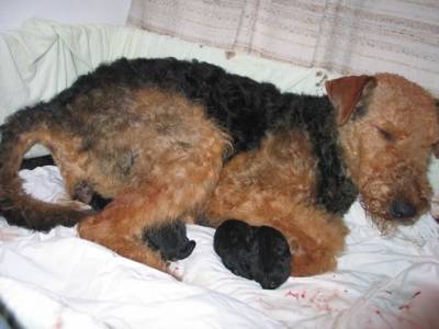 Beginn der Austreibung