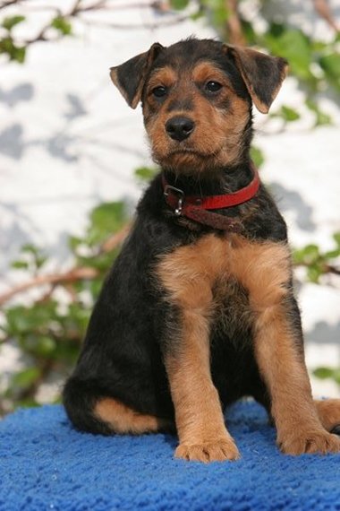 Queen - Lilly 8 Wochen