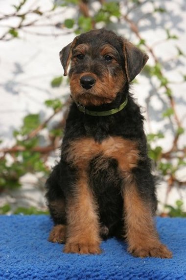 Quentin - Bommel 8 Wochen