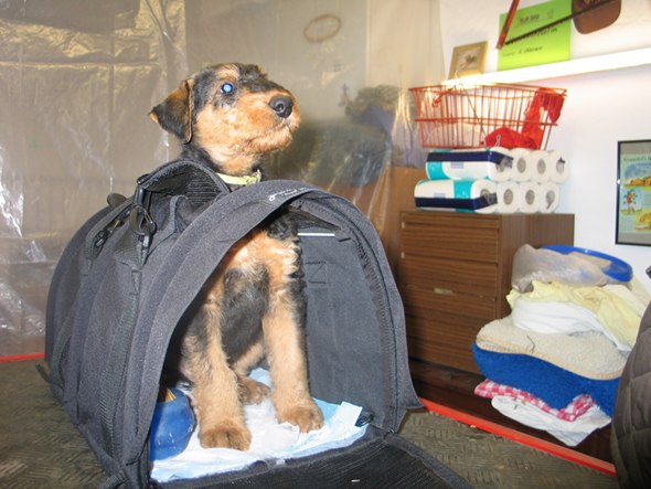 8 Wochen alt - Abschied