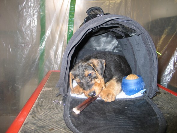 8 Wochen alt - Abschied