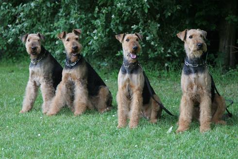 Ascha - Hummel - Jule - Milka