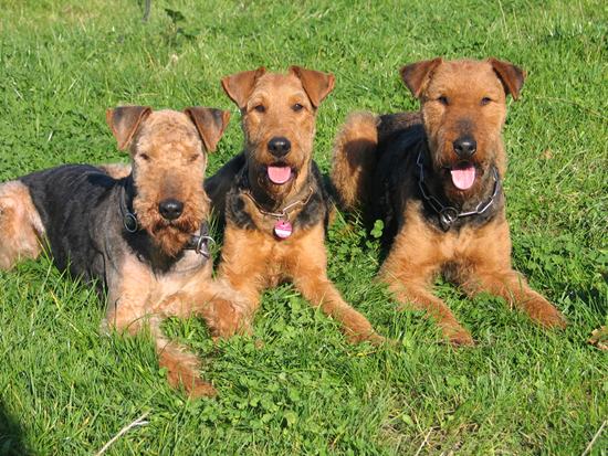 Clairchen - Queen-Lilly - Jule