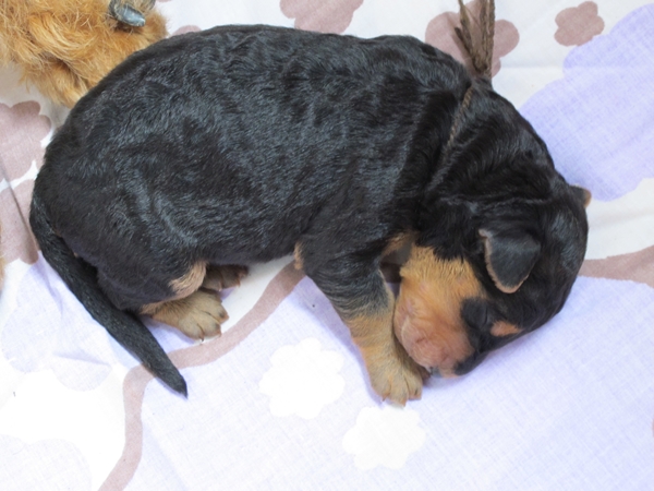 die zuletzt geborene